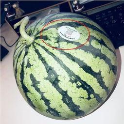 网红吃瓜哪里买,哪里购买正宗美味