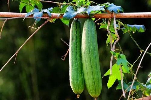 吃瓜网17,热点事件背后的真相与内幕